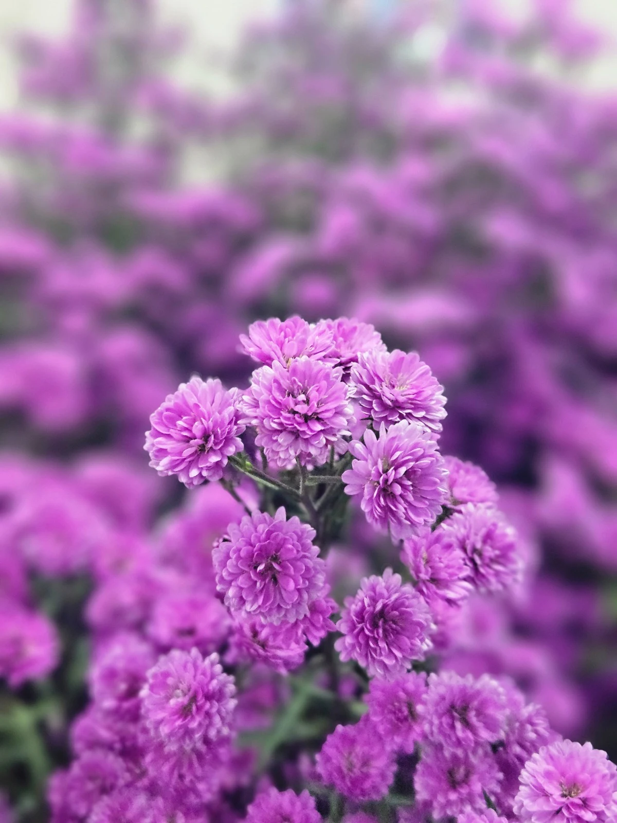 Close-up of purple Aster flowers