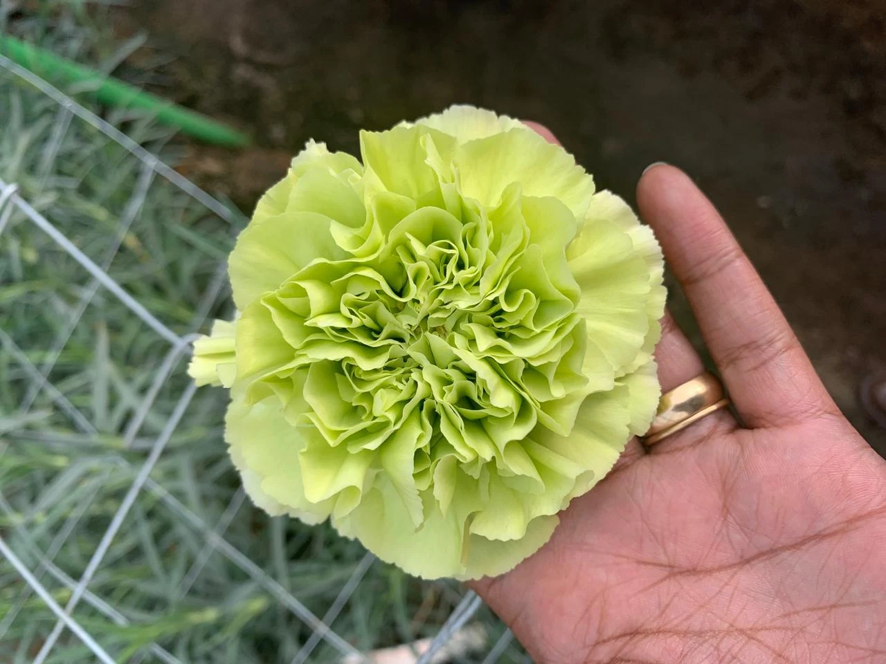 Carnation · lime