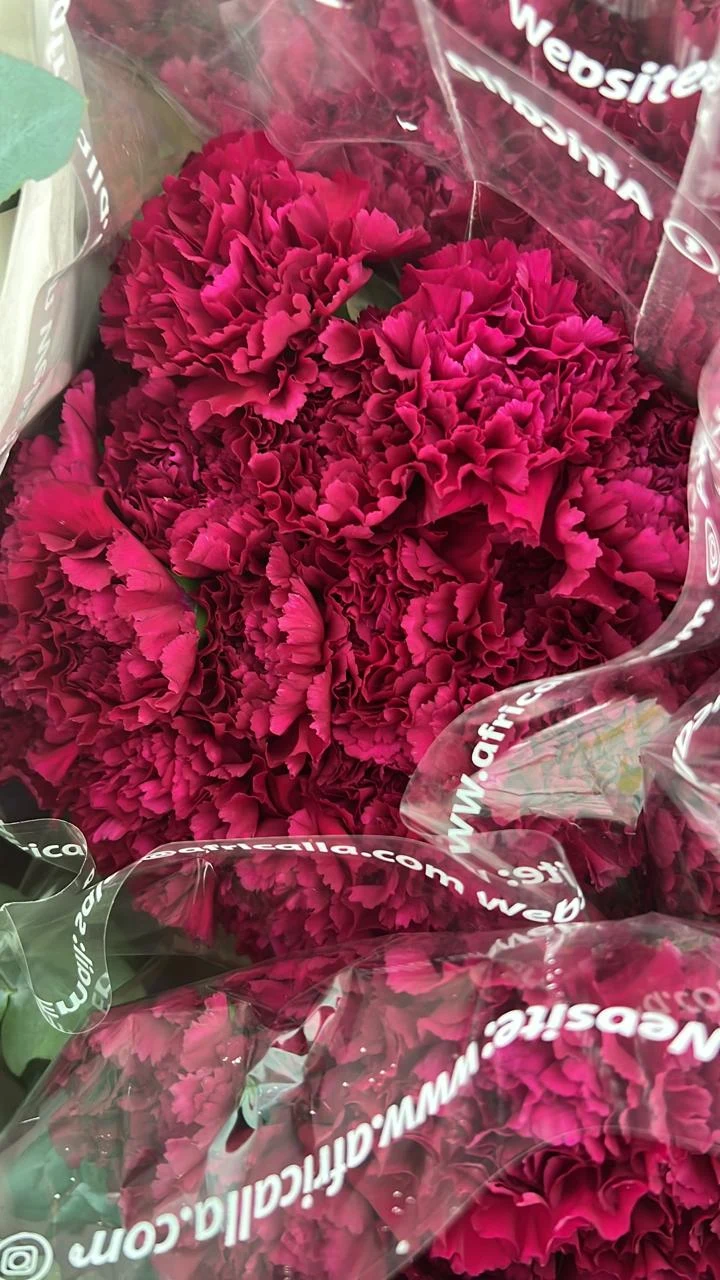 Carnations · magenta