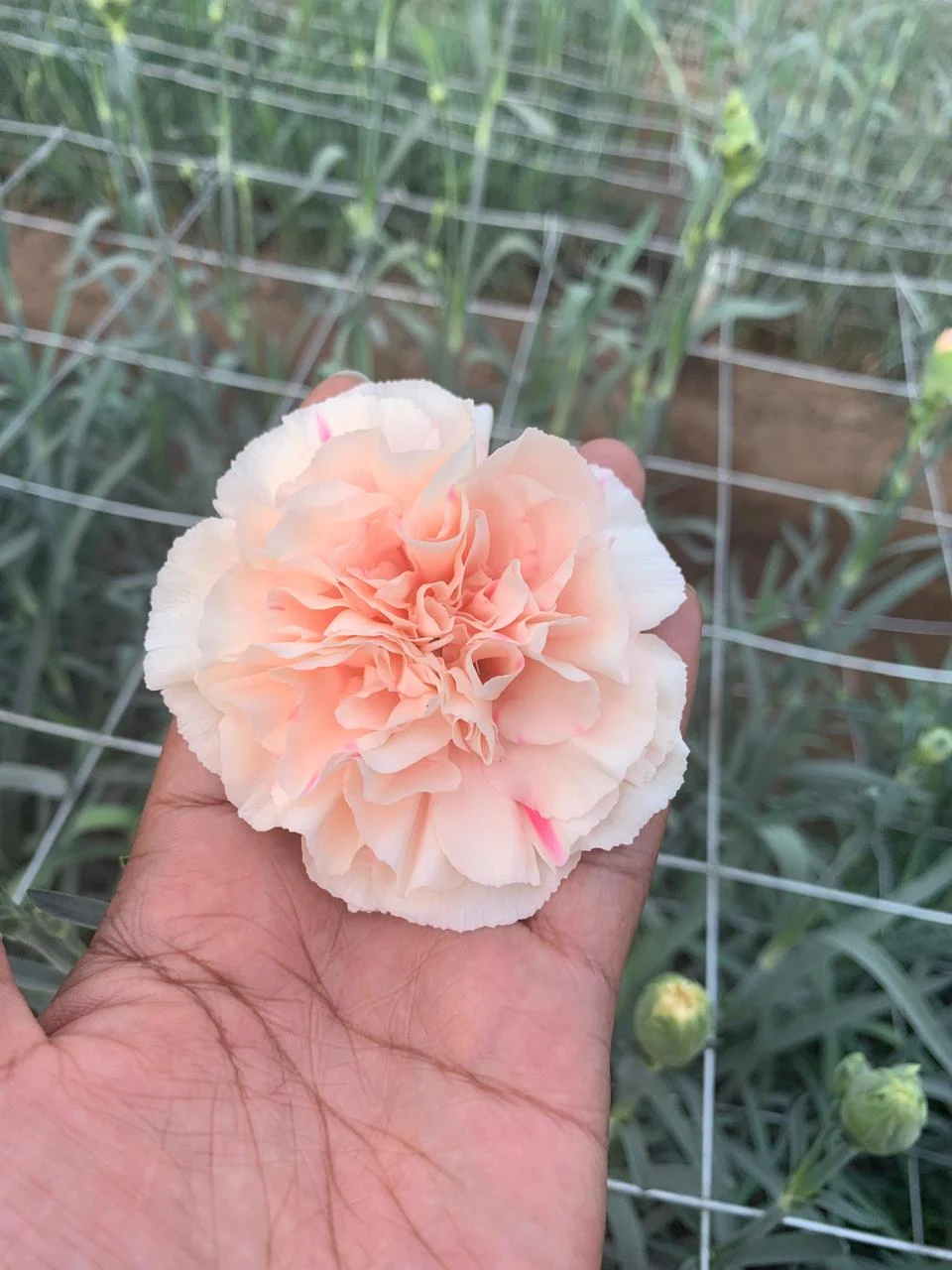 Carnation · peach
