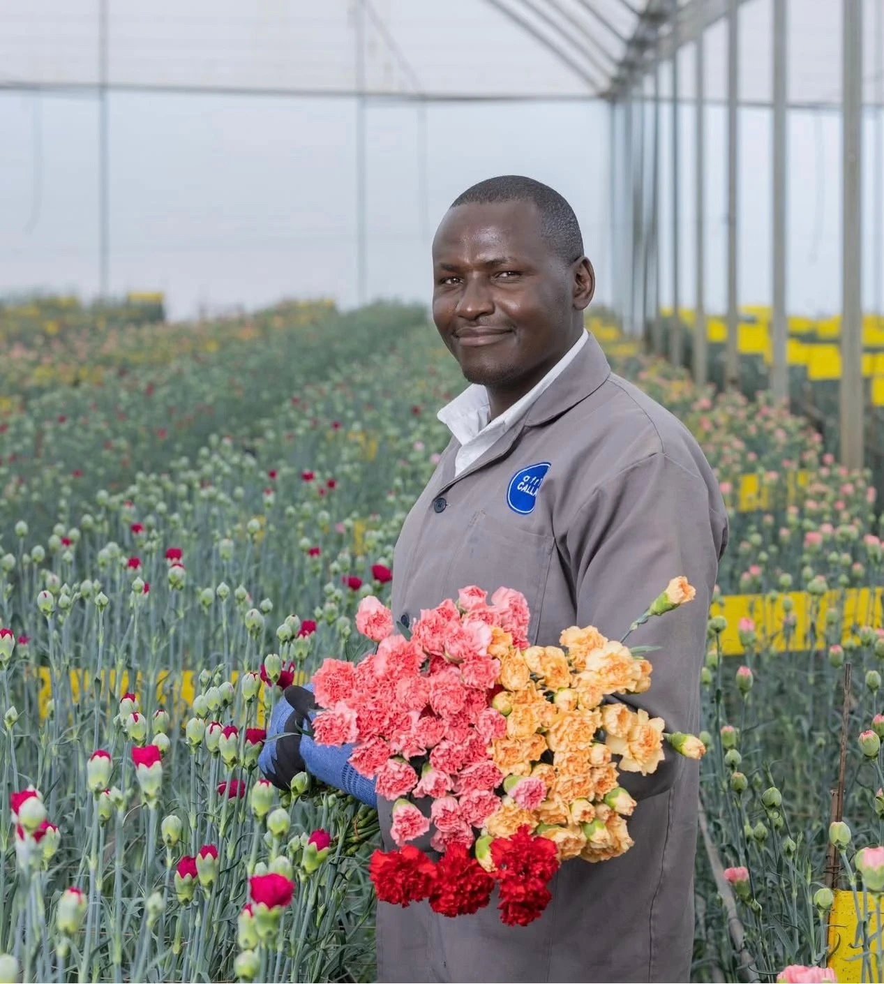A person holding pink, peach and red carnations in a greenhouse