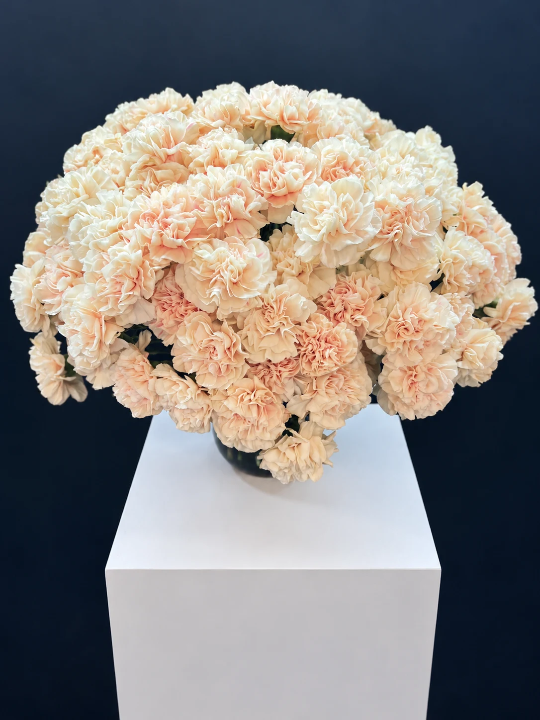 Cream carnations