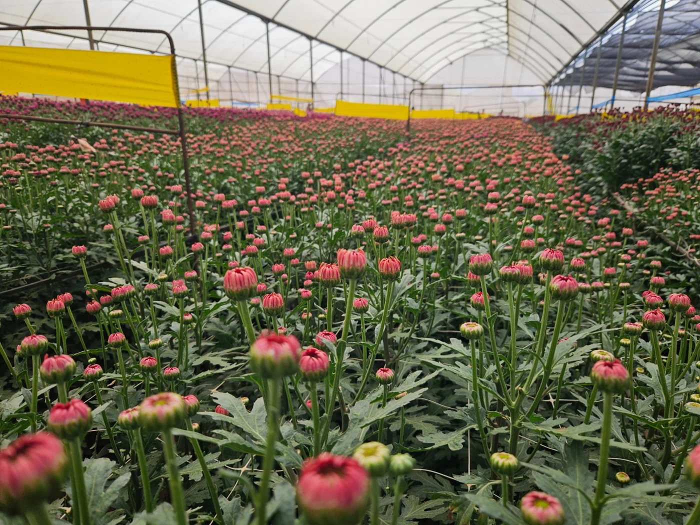 Pink chrysanthemum buds growing in Africalla greenhouse beds