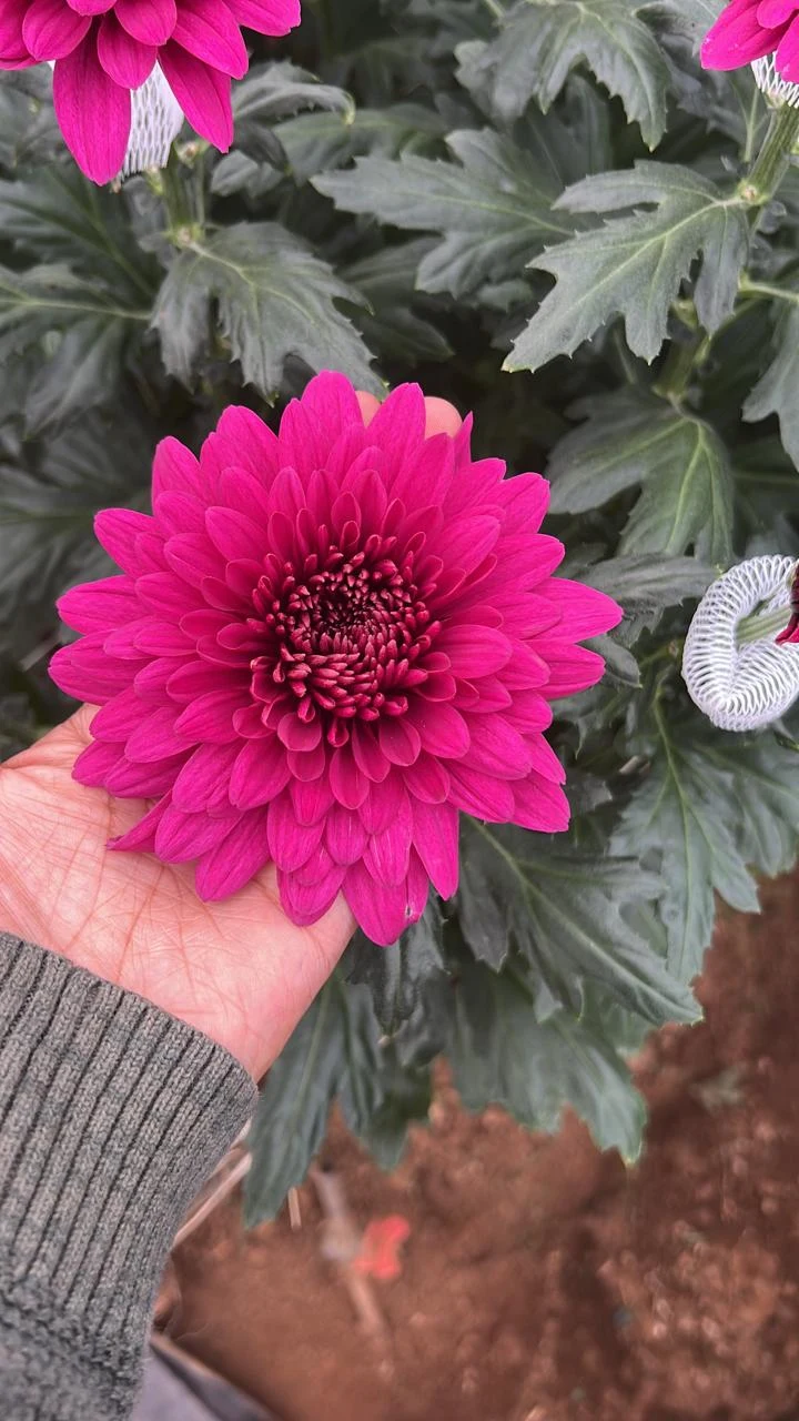 Chrysanthemum · magenta