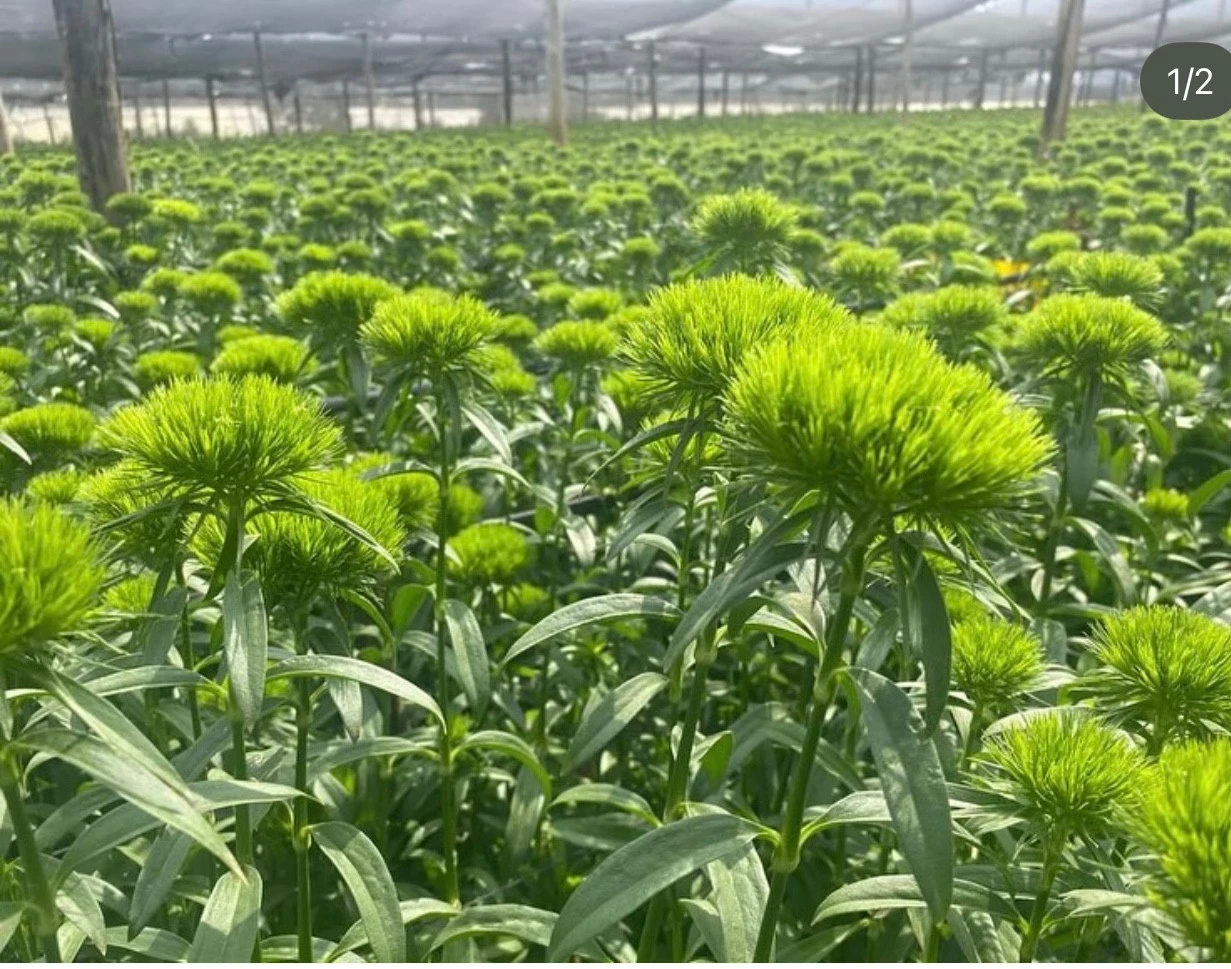 Green Dianthus growing under cover