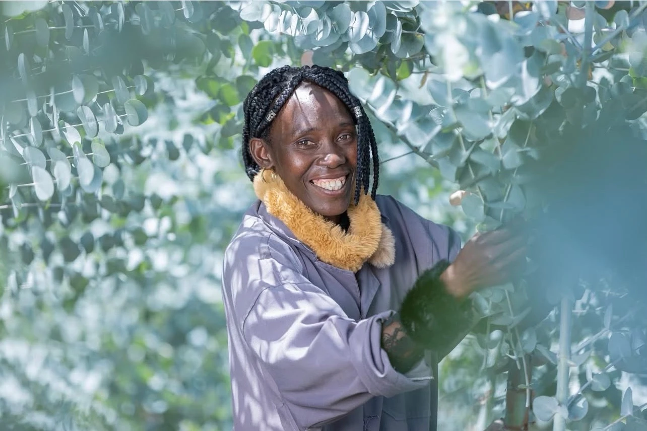 A person among growing Eucalyptus foliage