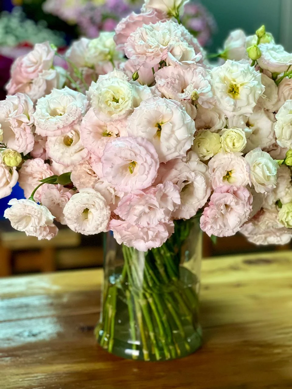 Pale pink and cream Africalla Lisianthus blooms