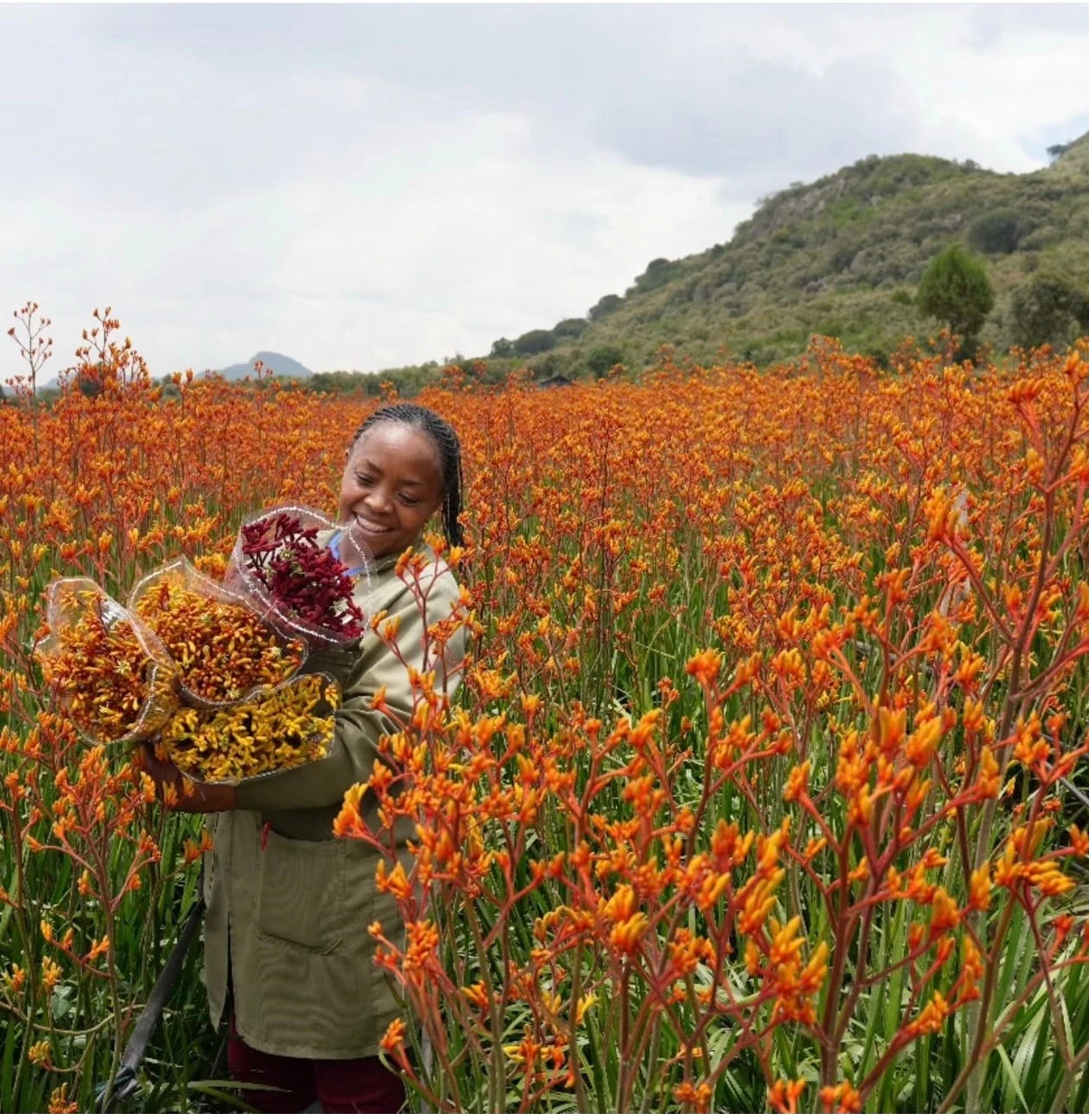 A person holding mixed Kangaroo Paw bunches in a flowering field
