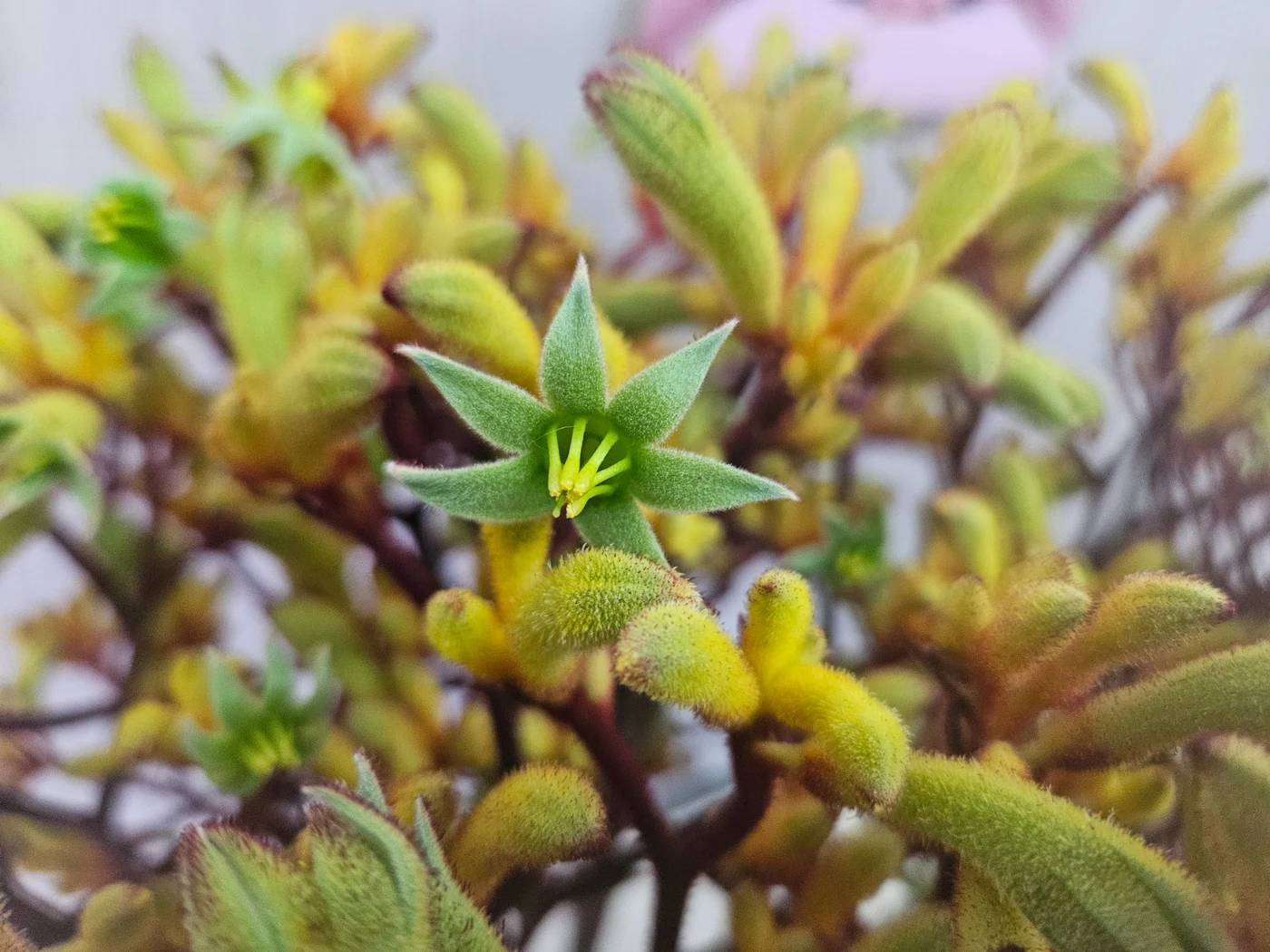 Close-up of yellow-green Kangaroo Paw flowers