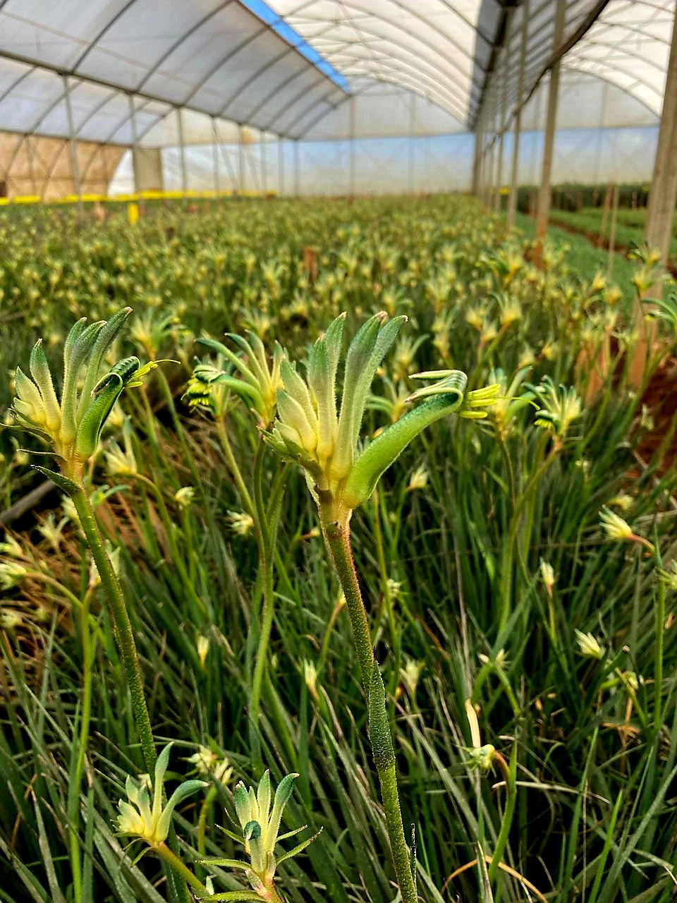 Kangaroo Paw growing under cover