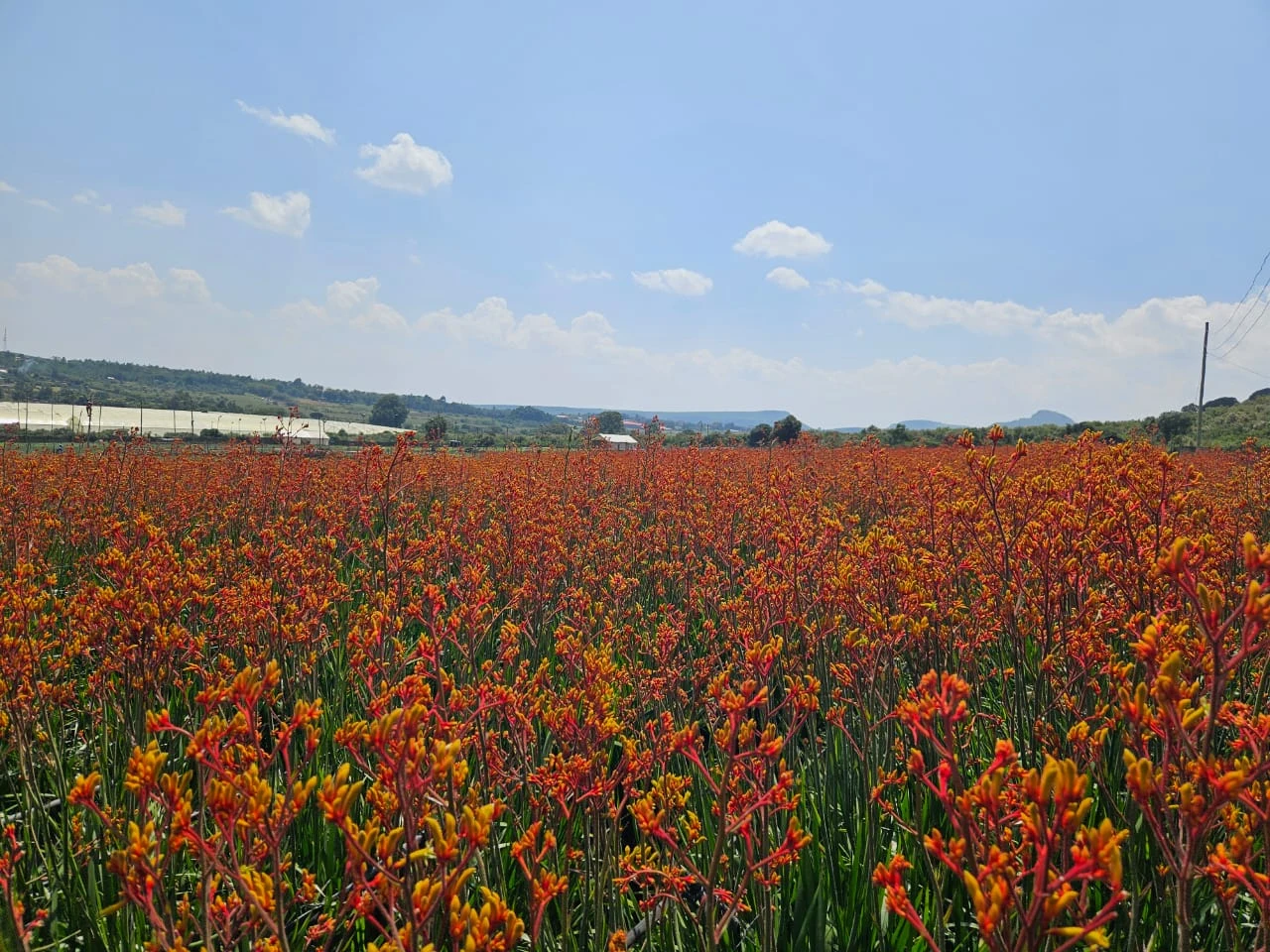 Kangaroo Paw flowers growing in an Africalla field