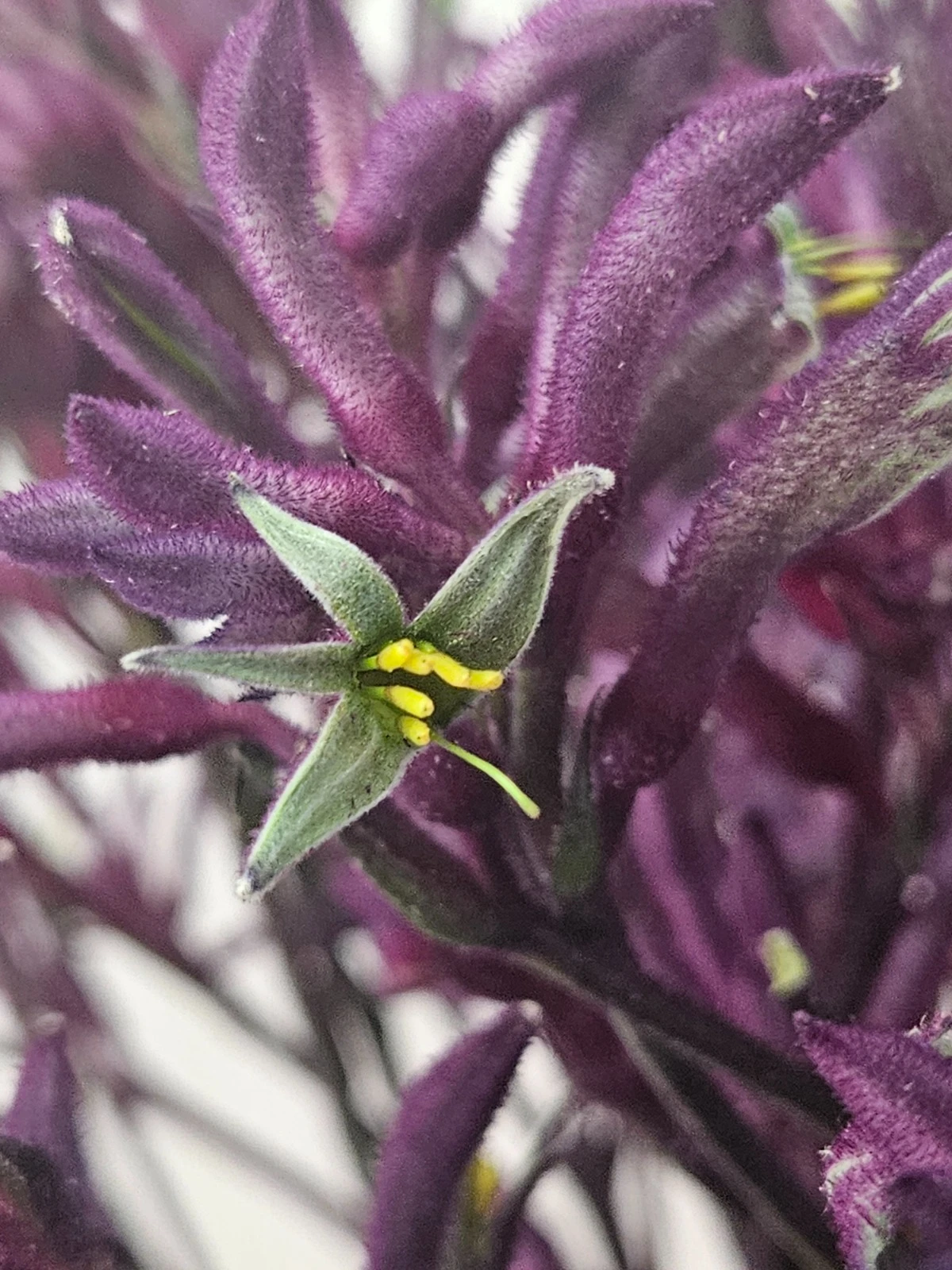 Close-up of purple Kangaroo Paw flowers