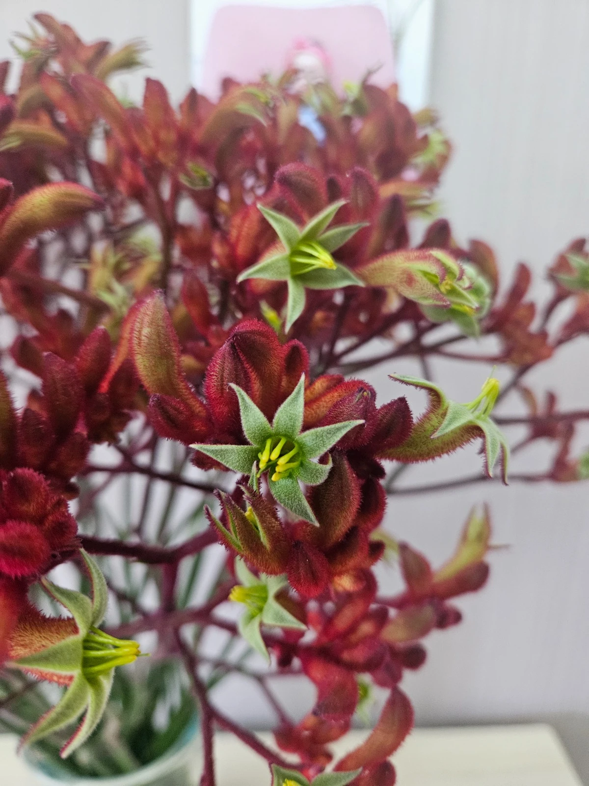 Close-up of rust-coloured Kangaroo Paw flowers