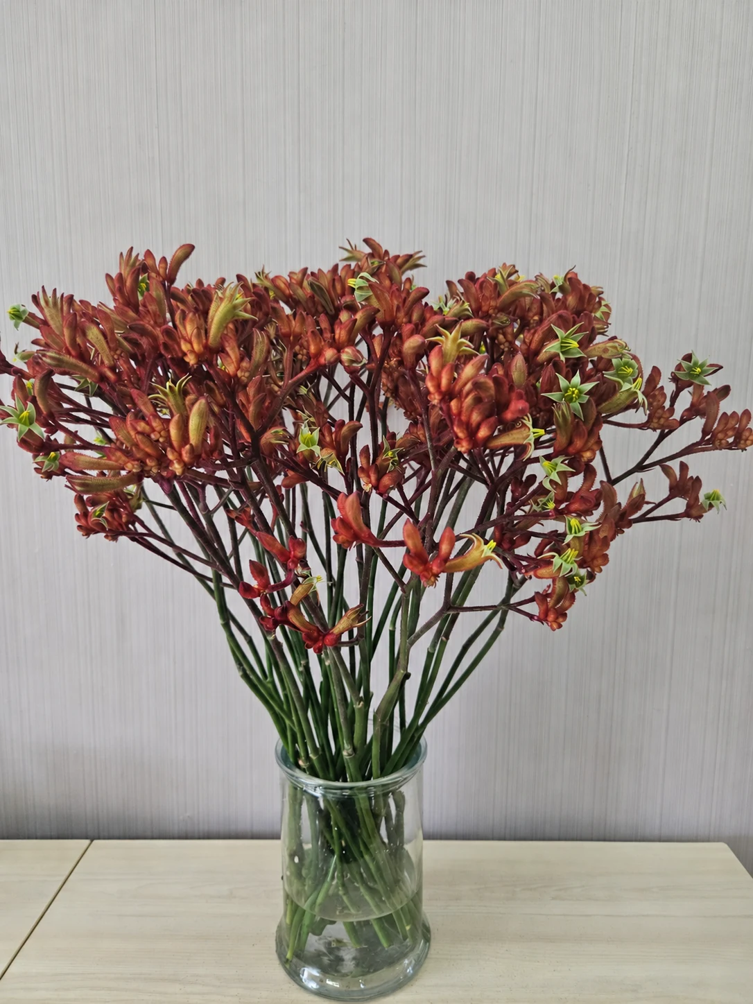 Rust-coloured Kangaroo Paw arranged in a glass vase
