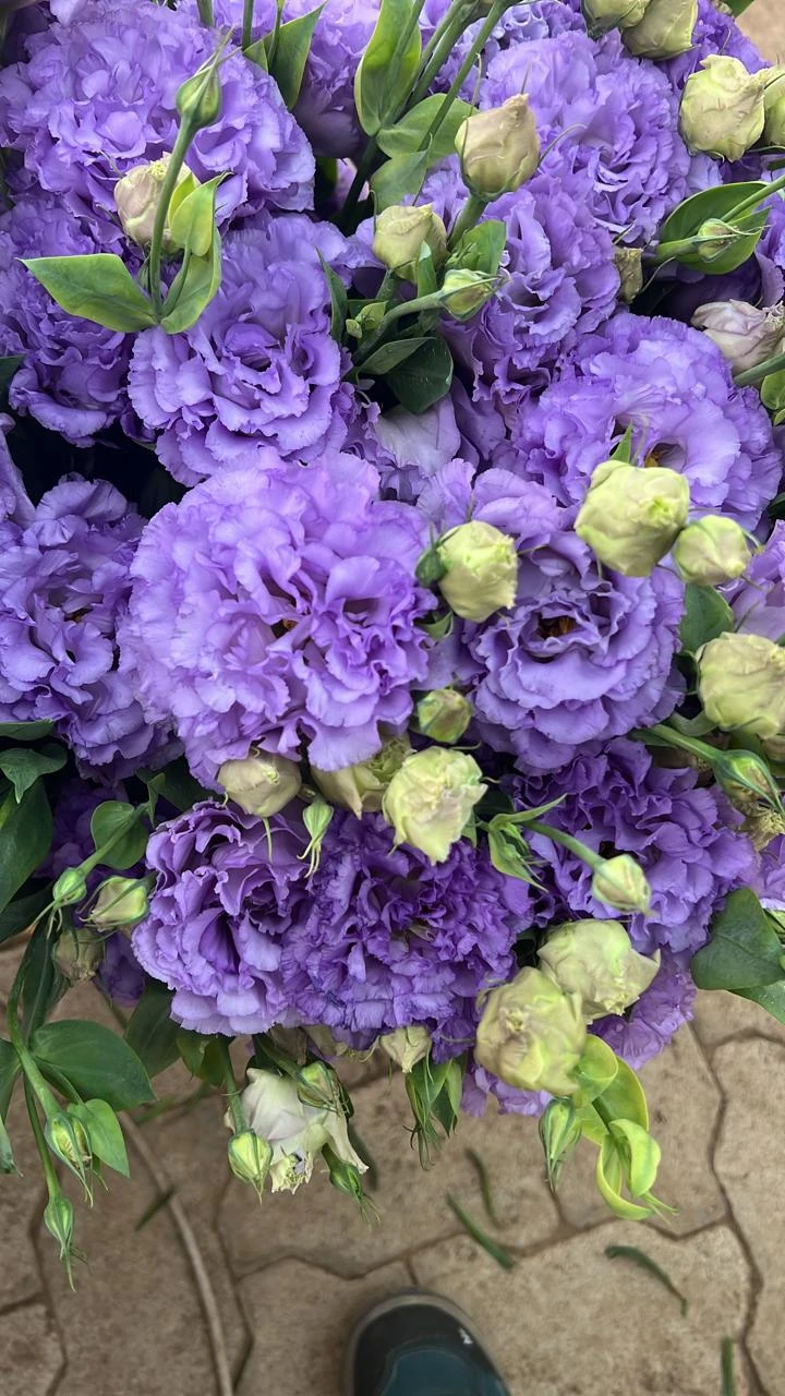 Lisianthus · lavender