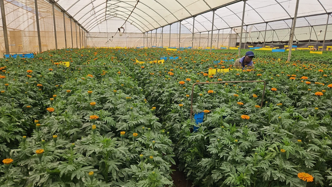 Orange marigolds growing in Africalla greenhouse beds