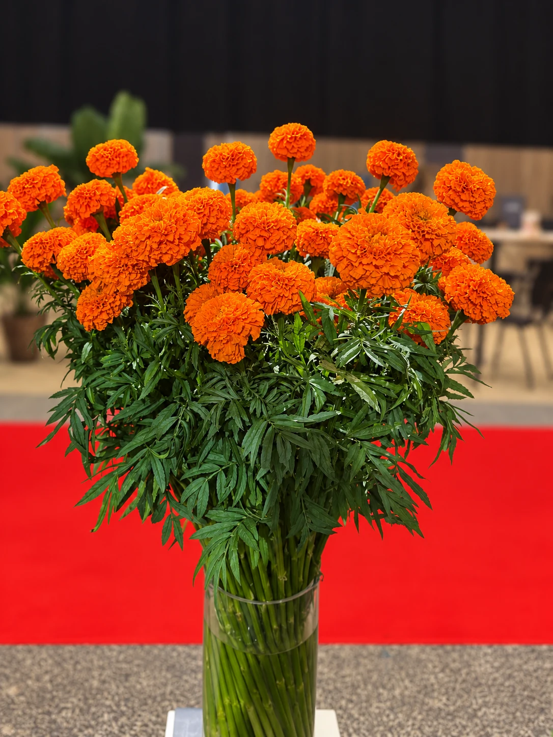 Orange Marigold blooms