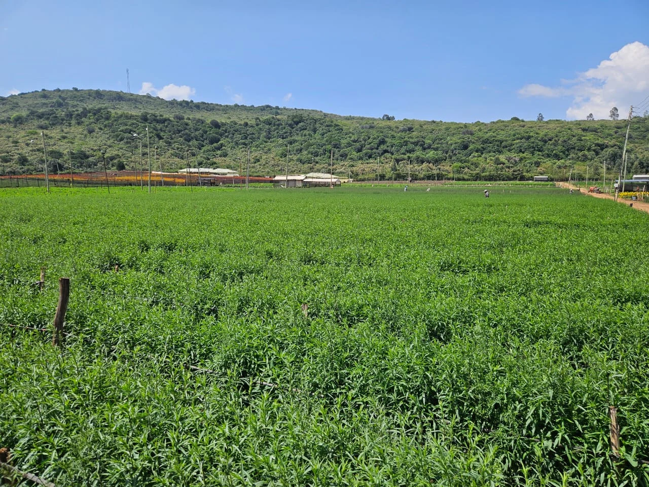 Asters growing in green fields at Africalla